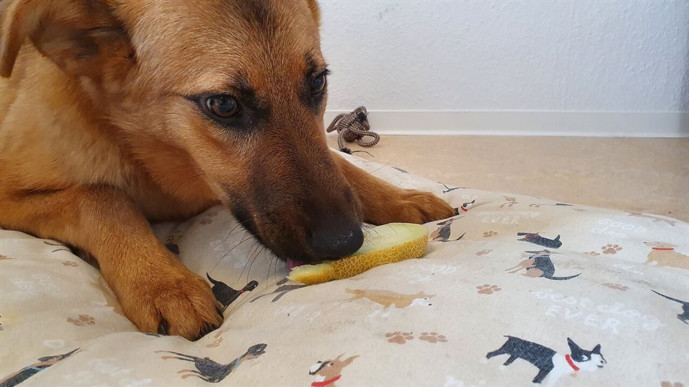 Choosing the Right Dog Food Based on Breed
