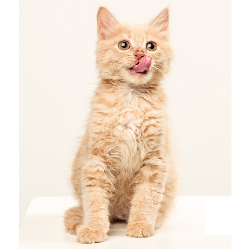 How Should Kitten Food Be Selected?