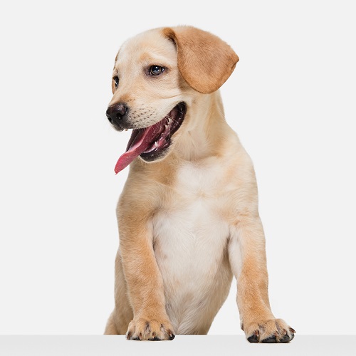 How Should Dog Food Be Selected for Puppies?